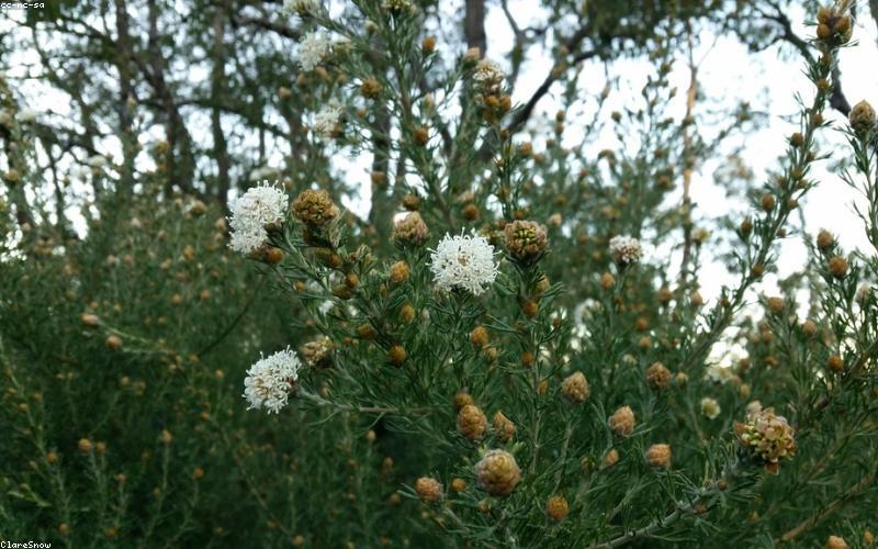 طائرة في مطار بيرث